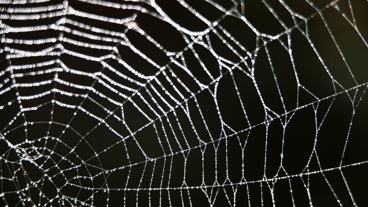 Embracing Protocols Over Products: How Open Standards Shape the Social Web